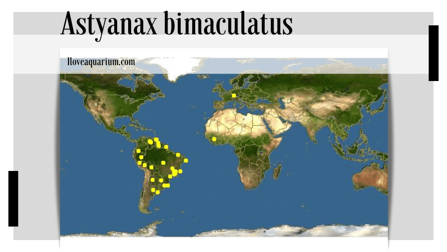 Astyanax bimaculatus (LINNAEUS, 1758) - Two Spot Astyanax