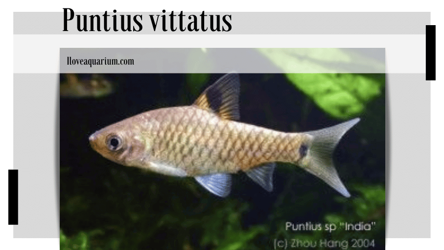 Puntius vittatus (DAY, 1865) - Greenstripe Barb