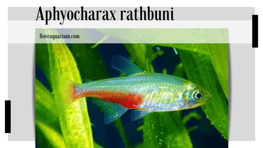 Aphyocharax rathbuni (EIGENMANN, 1907) - Redflank Bloodfin