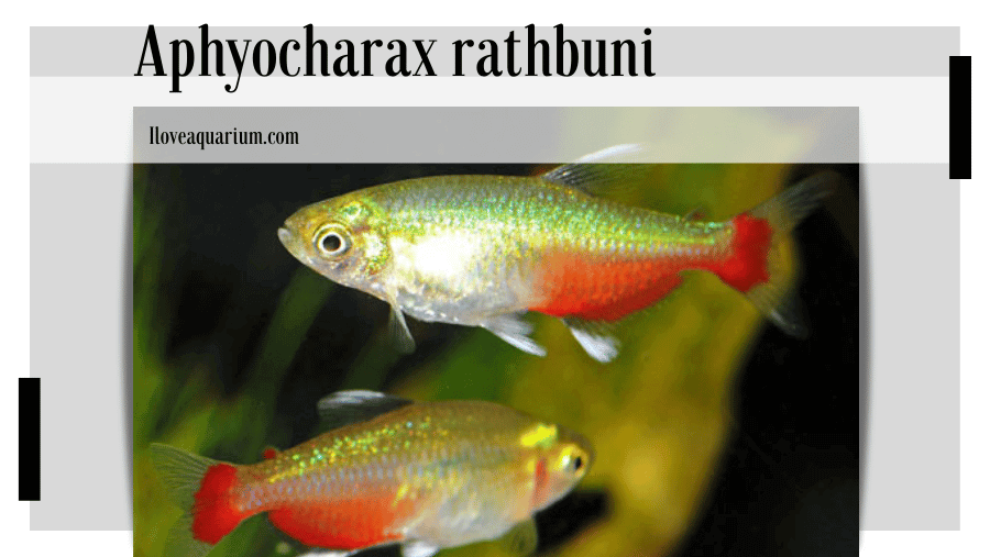 Aphyocharax rathbuni (EIGENMANN, 1907) - Redflank Bloodfin