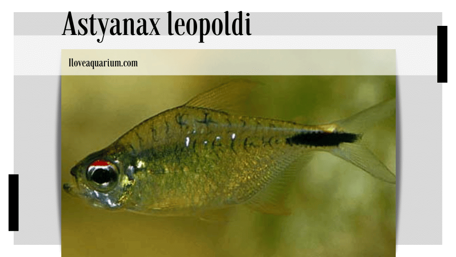 Astyanax leopoldi (GÉRY, PLANQUETTE & LE BAIL, 1988) -Leopold's Tetra