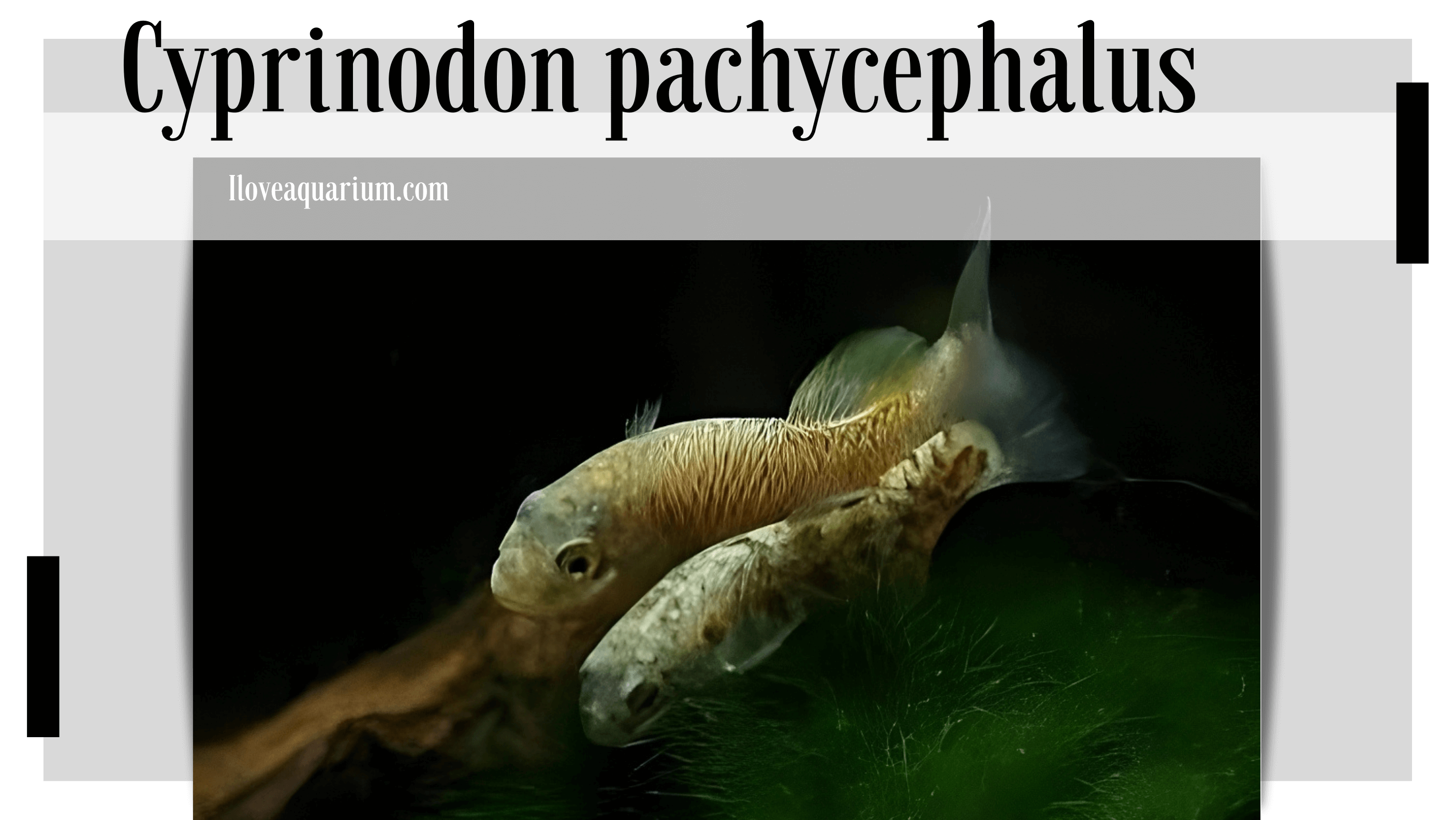 Cyprinodon pachycephalus (MINCKLEY & MINCKLEY, 1986 ) 