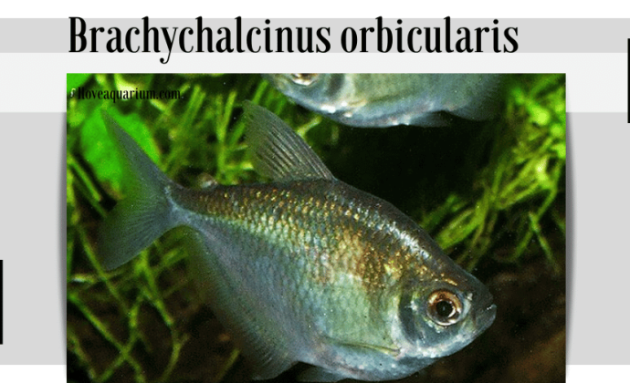 Brachychalcinus orbicularis (VALENCIENNES, 1850) - Discus Tetra