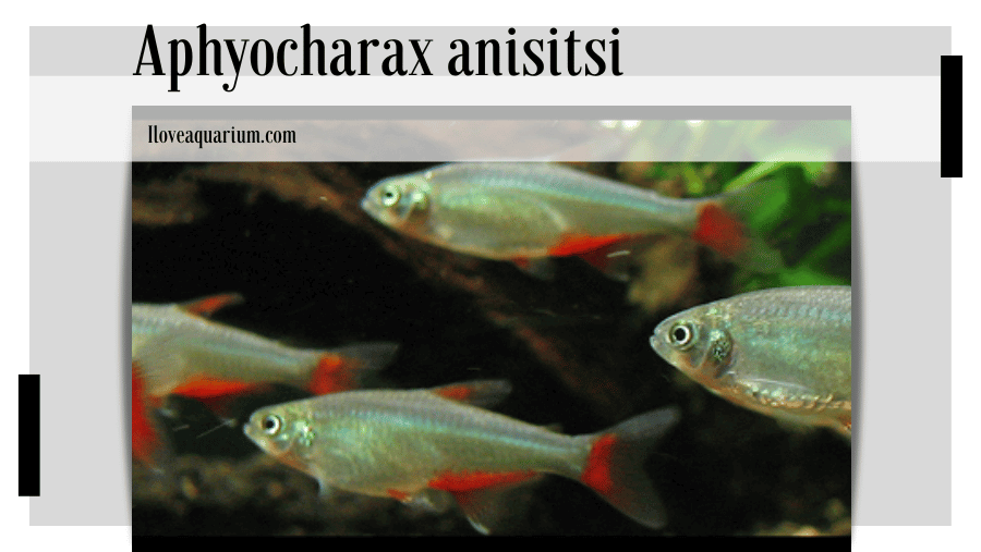 Aphyocharax anisitsi (EIGENMANN & KENNEDY, 1903) - Bloodfin Tetra