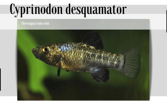 Cyprinodon desquamator (MARTIN & WAINWRIGHT, 2013) - Scale-eating pupfish