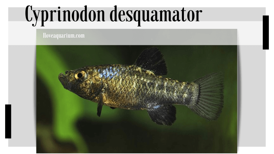 Cyprinodon desquamator (MARTIN & WAINWRIGHT, 2013) - Scale-eating pupfish
