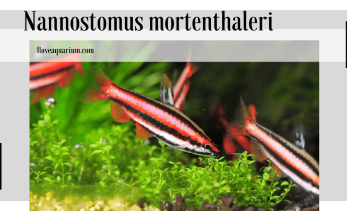 Nannostomus mortenthaleri (PAEPKE & ARENDT, 2001) - Coral Red Pencilfish
