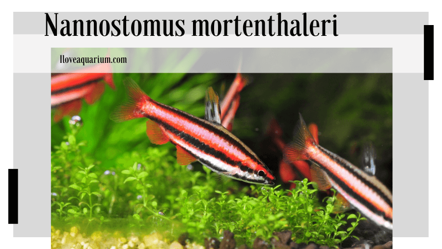 Nannostomus mortenthaleri (PAEPKE & ARENDT, 2001) - Coral Red Pencilfish