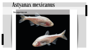 Astyanax mexicanus (DE FILIPPI, 1853) - Blind Cave Tetra
