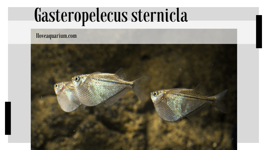 Gasteropelecus sternicla (LINNAEUS, 1758) -Common Hatchetfish, Silver Hatchetfish