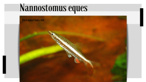 Nannostomus eques (STEINDACHNER, 1876) - Hockeystick Pencilfish