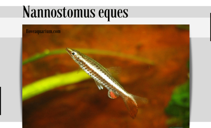 Nannostomus eques (STEINDACHNER, 1876) - Hockeystick Pencilfish