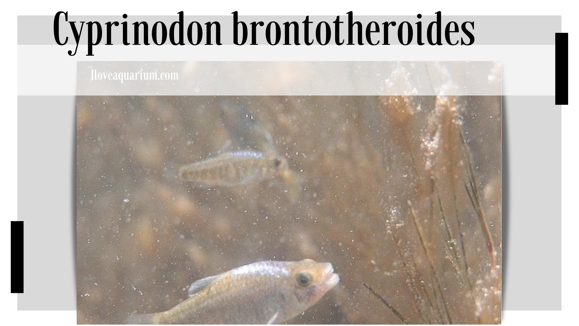 Cyprinodon brontotheroides (MARTIN & WAINWRIGHT, 2013) - Durophage Pupfish 