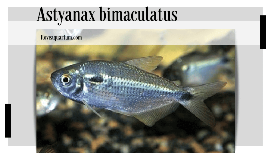 Astyanax bimaculatus (LINNAEUS, 1758) - Two Spot Astyanax