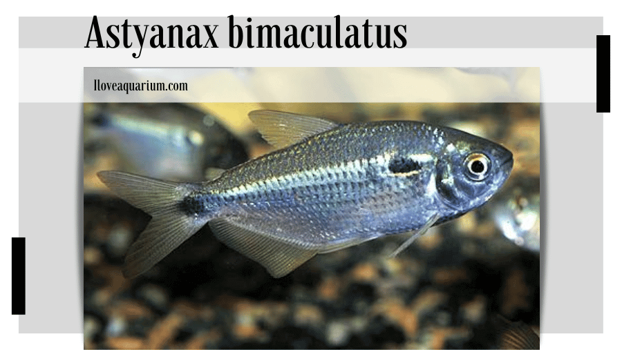 Astyanax bimaculatus (LINNAEUS, 1758) - Two Spot Astyanax