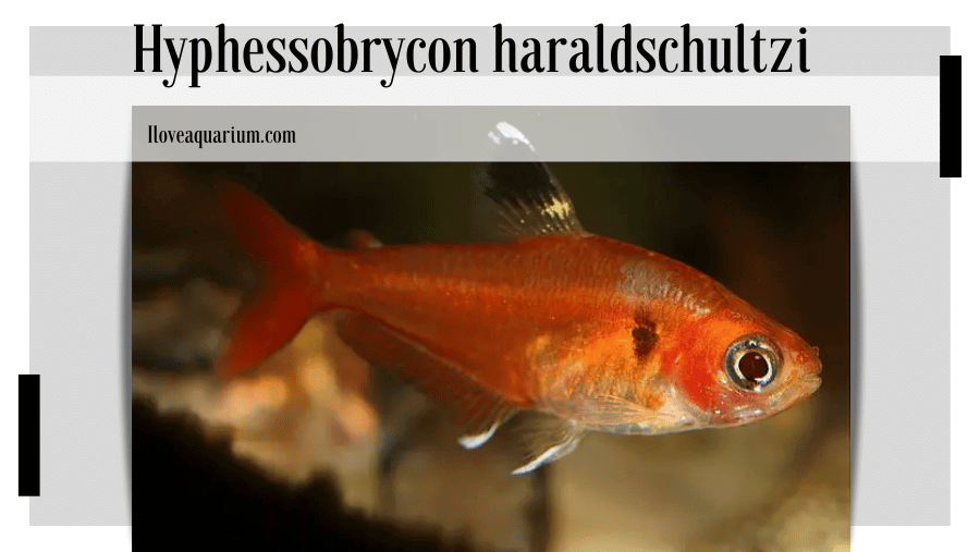Hyphessobrycon haraldschultzi (TRAVASSOS, 1960) - Crystal Red Tetra