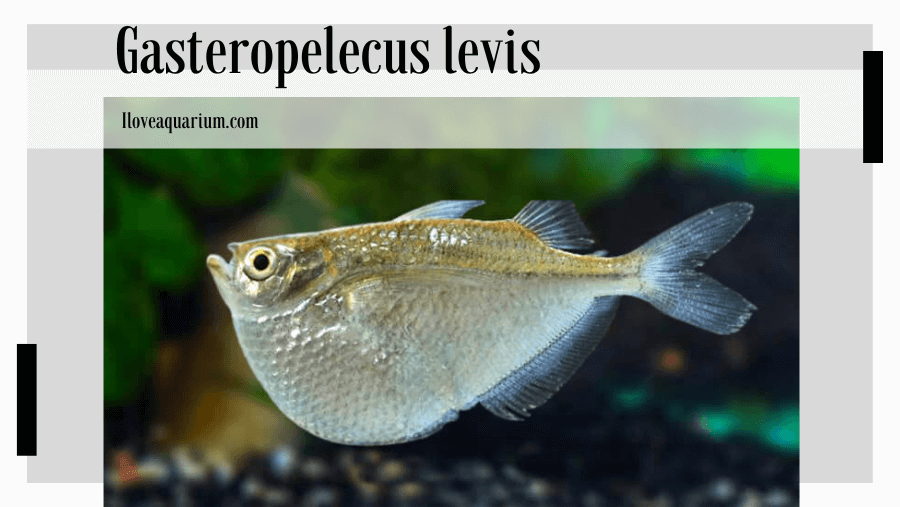 Gasteropelecus levis (EIGENMANN, 1909) - Silver Hatchetfish