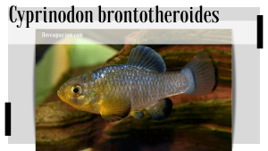 Cyprinodon brontotheroides (MARTIN & WAINWRIGHT, 2013) - Durophage Pupfish