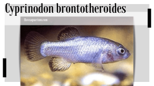 Cyprinodon brontotheroides (MARTIN & WAINWRIGHT, 2013) - Durophage Pupfish