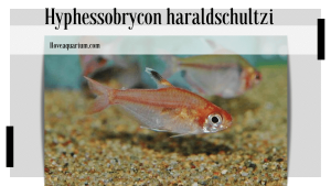 Hyphessobrycon haraldschultzi (TRAVASSOS, 1960) - Crystal Red Tetra