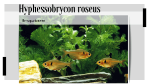 Hyphessobrycon roseus (GÉRY, 1960) Yellow Phantom Tetra