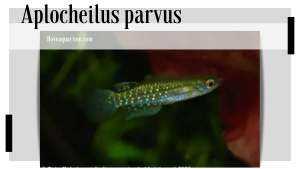 Aplocheilus blockii (ARNOLD, 1911) - Green Panchax