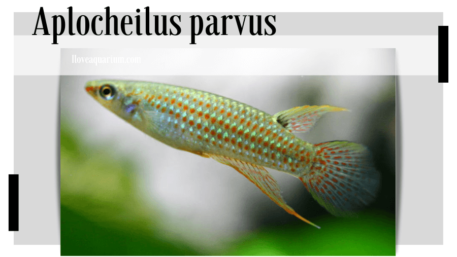 Aplocheilus parvus  (SUNDARA RAJ, 1916) -  Dwarf Panchax
