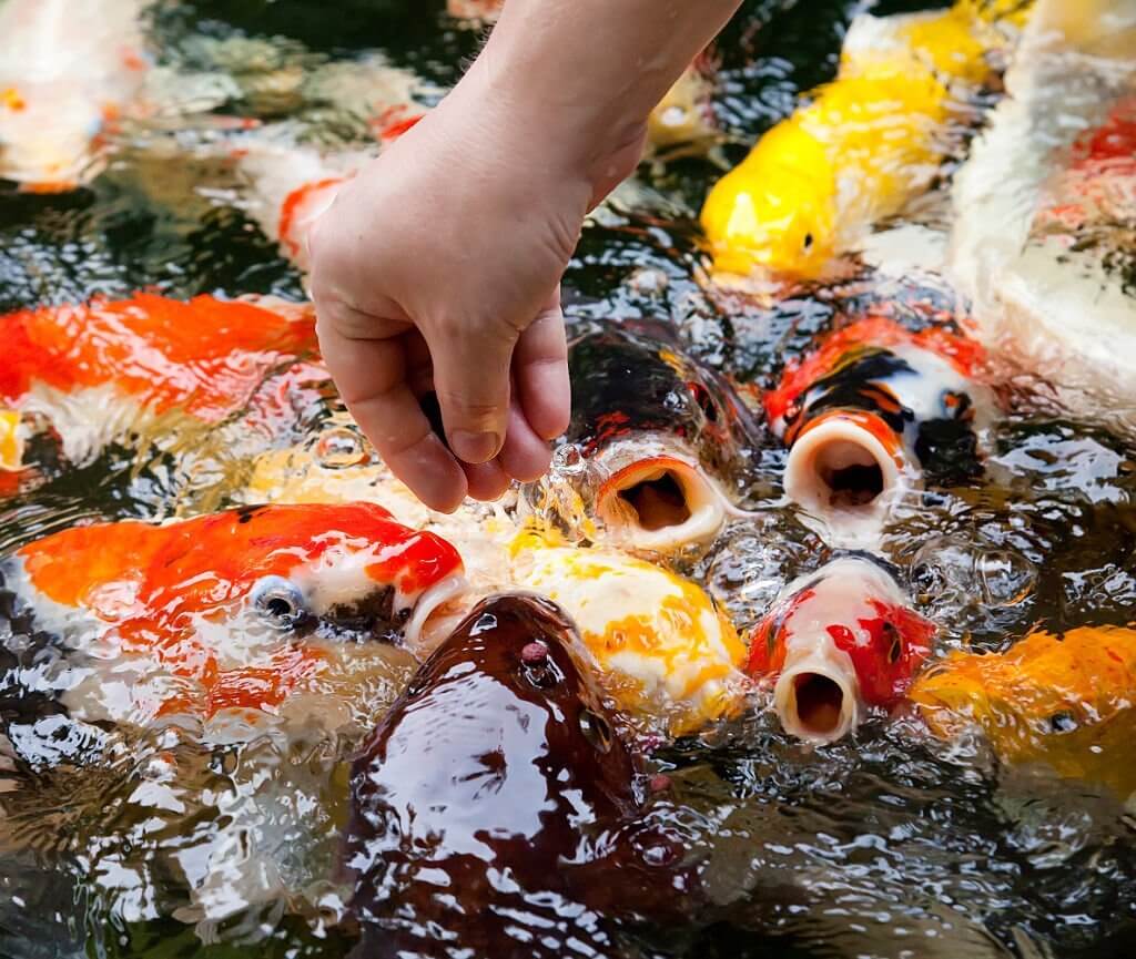 Hướng Dẫn Cho Người Mới Bắt đầu Nuôi Cá Koi Hướng Dẫn Cho Người Mới Bắt đầu Nuôi Cá Koi