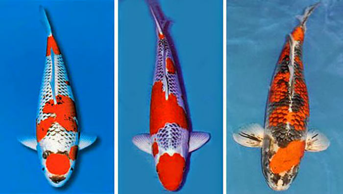 Cá Koi: Thông Tin Chi Tiết Cho Người Mới Chơi