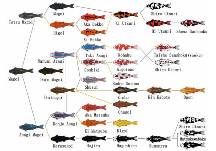 Cá Koi: Thông Tin Chi Tiết Cho Người Mới Chơi
