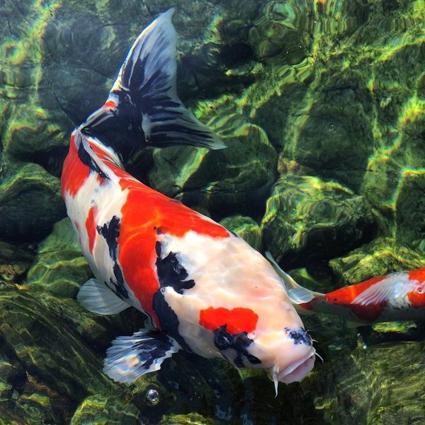 Cá Koi Nhật Bản cho màu sắc rực rỡ, đường viên rõ nét