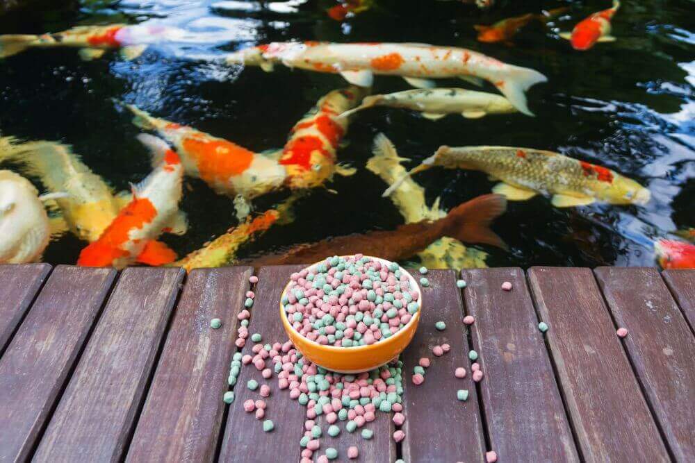Cá Koi ăn Gì Trong Bể Thủy Sinh?