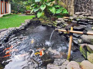 Cách Tiết Kiệm Chi Phí Thiết Kế, Thi Công Hồ Cá Koi