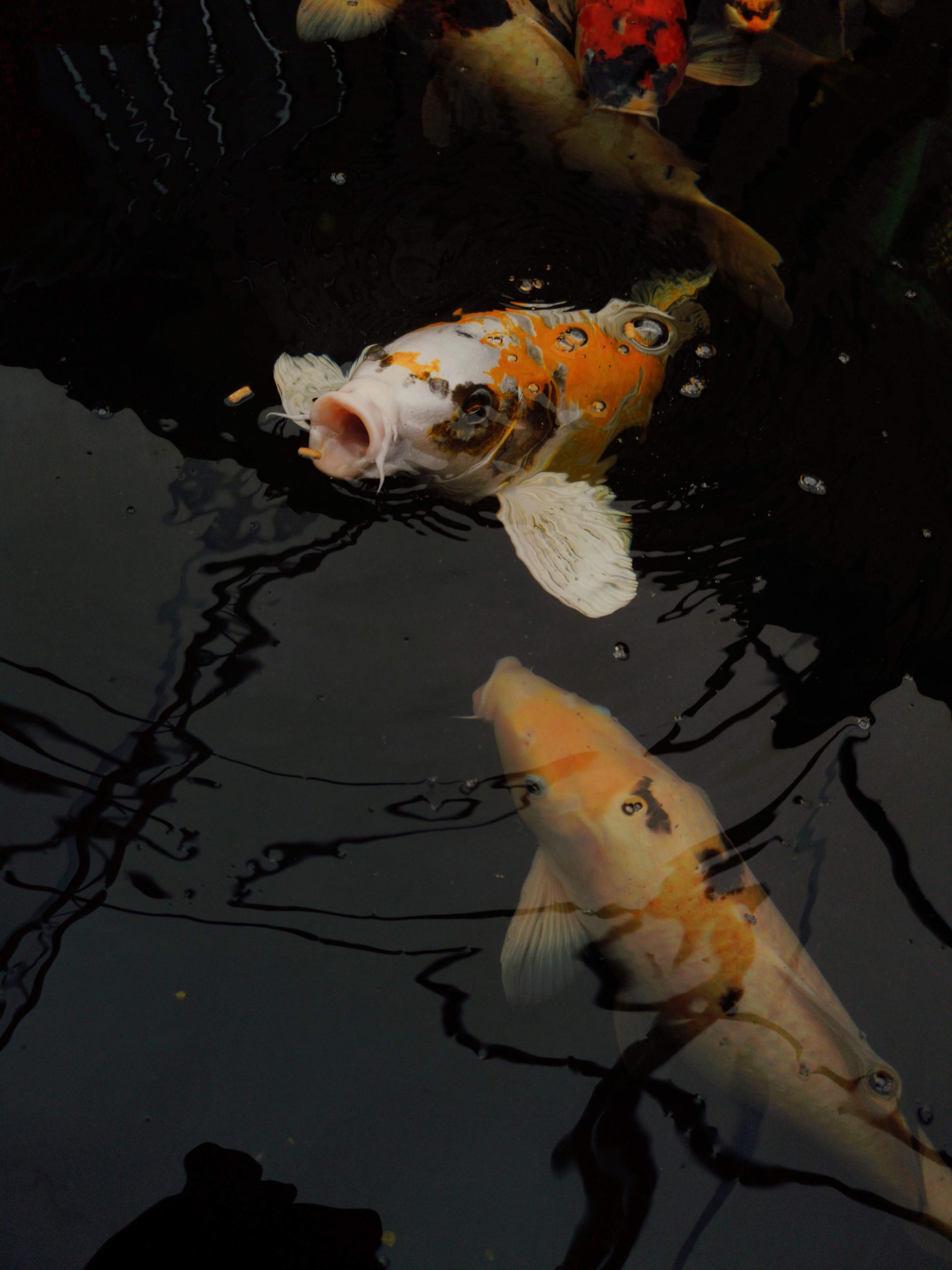 5 Cách để Ngăn Ngừa Bệnh Tật Cho Cá Trong Vườn Nước