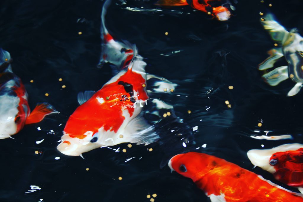 5 Cách để Ngăn Ngừa Bệnh Tật Cho Cá Trong Vườn Nước