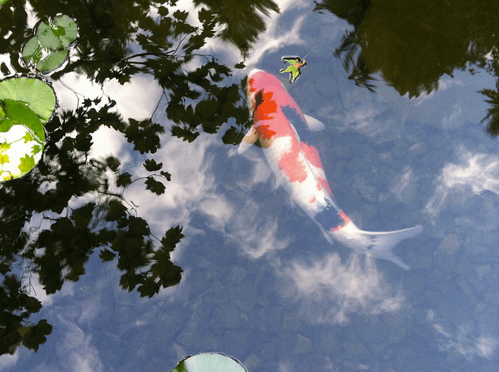 Những lưu ý khi thả một chú cá Koi mới vào hồ