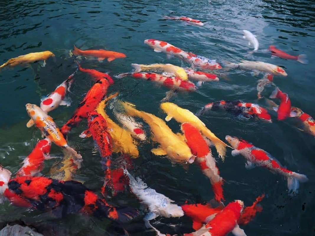 Những Lưu ý Quan Trọng Khi Thả Một Chú Cá Mới Trong Hồ Koi Của Bạn