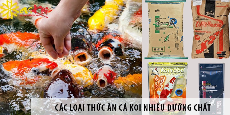 Kiểm Soát Khí Độc Trong Hồ Nuôi Cá Koi Kiểm Soát Khí Độc Trong Hồ Nuôi Cá Koi