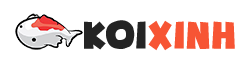 Koi Xinh