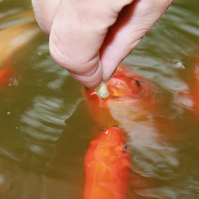 Cách Trở Thành “người Bạn” Thân Thiết Của Cá Koi – Mẹo Cho Cá Koi ăn Bằng Tay Once you’re close enough, and your koi know where food will arrive, slowly start to use your hands!