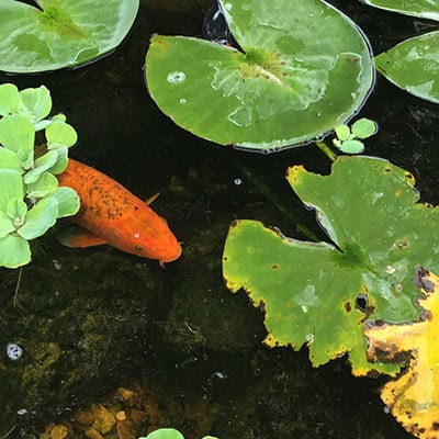 Cách Trở Thành “người Bạn” Thân Thiết Của Cá Koi – Mẹo Cho Cá Koi ăn Bằng Tay New fish need time to adjust to their surroundings, and may be more skittish during this period.