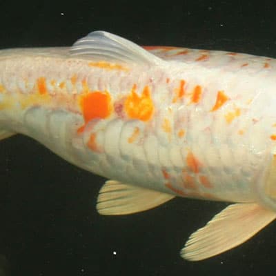 Cách Trở Thành “người Bạn” Thân Thiết Của Cá Koi – Mẹo Cho Cá Koi ăn Bằng Tay Sickness or injury, such as sunburn, can cause stress and cause koi to become uninterested in food.
