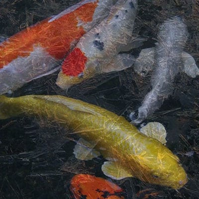 Cách Trở Thành “người Bạn” Thân Thiết Của Cá Koi – Mẹo Cho Cá Koi ăn Bằng Tay Water temperature drives a koi’s feeding habits, and they’re unlikely to be interested in food during winter.