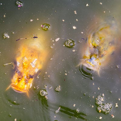 Cách Trở Thành “người Bạn” Thân Thiết Của Cá Koi – Mẹo Cho Cá Koi ăn Bằng Tay Koi are not only intelligent, but sensitive too, and poor water quality can quickly cause stress and illness.