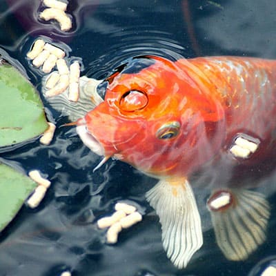 Cách Trở Thành “người Bạn” Thân Thiết Của Cá Koi – Mẹo Cho Cá Koi ăn Bằng Tay Choose the same spot each day for feeding, whether next to a lily pad or within a feeding ring!