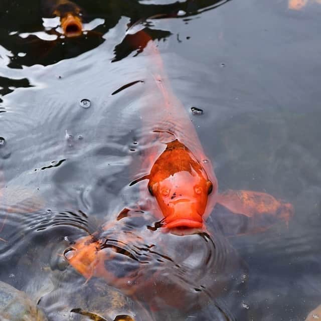 Although koi are gentle fish, they’re still opportunistic feeders, and won’t hesitate to swallow much smaller fish.