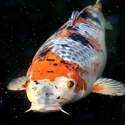 A koi that is stressed and may experience stunted growth due to moderate sunburn.