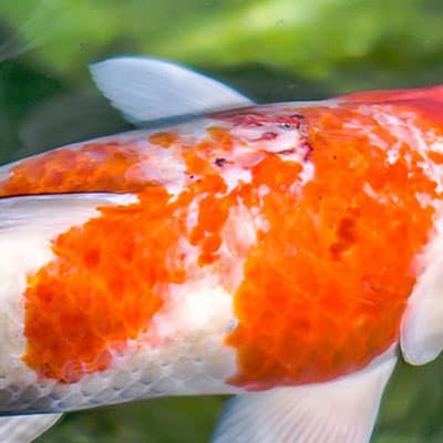 A koi that is stressed and may experience stunted growth due to moderate sunburn.