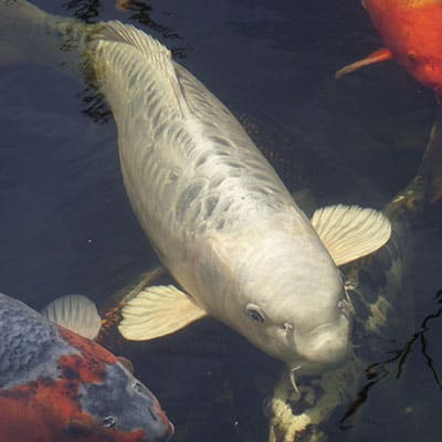 A very large silver koi in a pond that is an appropriate temperature