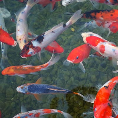 Many koi in clean, properly balanced water